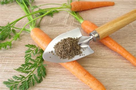 Melvor carrot seeds - Broadcast or scatter sowing is a common method for planting carrot seeds. The seed should be very lightly covered with about 1/8 inch of loose soil. Be sure to mark …